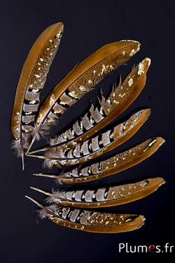 Faisan vénéré paillettes - 15-20 cm - naturel
